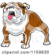 Cartoon Of A Brown And White Bulldog Royalty Free Vector Clipart