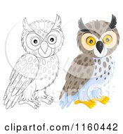 Cartoon Of Outlined And Colored Spotted Owls Royalty Free Clipart