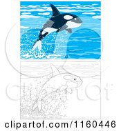 Poster, Art Print Of Cute Outlined And Colored Orca Whales Leaping Out Of Water