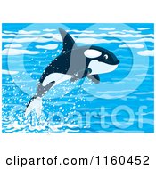 Poster, Art Print Of Cute Orca Whale Leaping Out Of Water