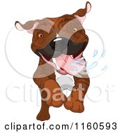 Excited Brindle Pit Bull Dog Running And Drooling