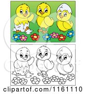 Cartoon Of Outlined And Colored Hatching Chicks Royalty Free Vector Clipart