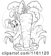 Cartoon Of An Outlined Bunny Pulling A Carrot From The Ground Royalty Free Vector Clipart