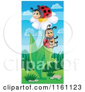 Poster, Art Print Of Ladybugs On A White Daisy Plant