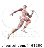 Poster, Art Print Of The 3d Muscle Anatomy Of A Runner