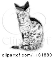 Poster, Art Print Of Black And White Cat