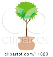 Poster, Art Print Of Potted Tree In The Shape Of A Ball