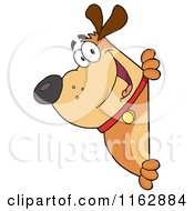 Poster, Art Print Of Happy Chubby Brown Dog Looking Around A Sign