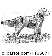 Clipart Of A Retro Vintage Black And White English Setter Dog Royalty Free Vector Illustration