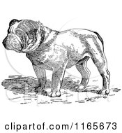 Clipart Of A Retro Vintage Black And White English Bulldog Royalty Free Vector Illustration