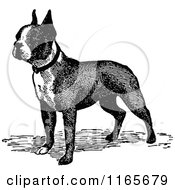 Clipart Of A Retro Vintage Black And White Boston Terrier Dog Royalty Free Vector Illustration