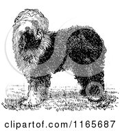 Retro Vintage Black And White Old English Sheepdog