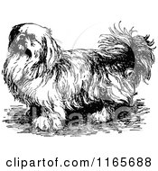Clipart Of A Retro Vintage Black And White Pekingese Dog Royalty Free Vector Illustration
