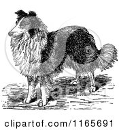 Clipart Of A Retro Vintage Black And White Collie Dog Royalty Free Vector Illustration by Prawny Vintage