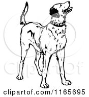 Clipart Of A Retro Vintage Black And White Dog Looking Up Royalty Free Vector Illustration