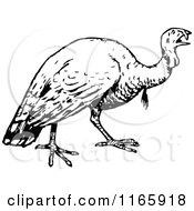 Poster, Art Print Of Retro Vintage Black And White Turkey Bird