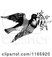 Clipart Of A Retro Vintage Black And White Pigeon Flying With A Branch Royalty Free Vector Illustration by Prawny Vintage