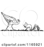Poster, Art Print Of Retro Vintage Black And White Turkey Bird And Squirrel