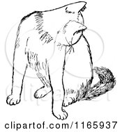 Clipart Of A Retro Vintage Black And White Cat Grooming Royalty Free Vector Illustration