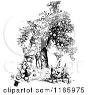 Clipart Of Retro Vintage Black And White Boys In An Orchard Royalty Free Vector Illustration