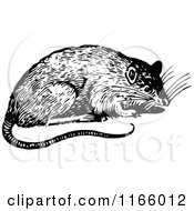 Poster, Art Print Of Retro Vintage Black And White Rat