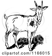 Poster, Art Print Of Retro Vintage Black And White Goat