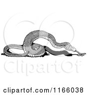 Clipart Of A Retro Vintage Black And White Snake Royalty Free Vector Illustration