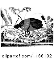 Poster, Art Print Of Retro Vintage Black And White Beetle