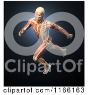 Poster, Art Print Of Runners Body With Visible Muscles And Bones Over Blue