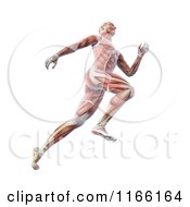 Poster, Art Print Of Runners Body With Visible Muscles On White