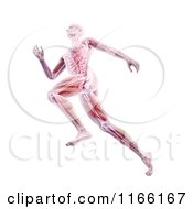 Poster, Art Print Of Runners Body With Visible Muscles And Bones Over White