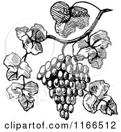 Poster, Art Print Of Retro Vintage Black And White Bunch Of Grapes On The Vine