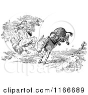 Clipart Of A Retro Vintage Black And White Boy Being Bucked From A Donkey Royalty Free Vector Illustration