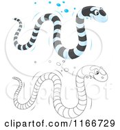 Poster, Art Print Of Outlined And Colored Banded Sea Kraits Snake
