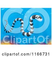Poster, Art Print Of Banded Sea Kraits Snake Over Corals