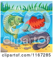 Poster, Art Print Of River Fish Underwater