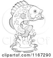 Poster, Art Print Of Outlined Leaping Bass Fish