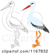 Poster, Art Print Of Standing Outlined And White Stork