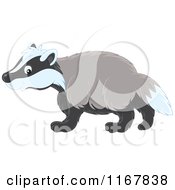 Cute Badger Walking In Profile