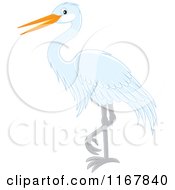 Standing White Heron Or Egret