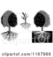 Poster, Art Print Of Black And White Trees And Roots