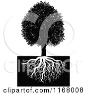 Poster, Art Print Of Black And White Tree And Roots 2