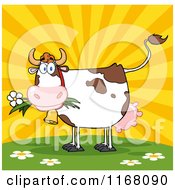 Poster, Art Print Of Cow Eating A Daisy Flower Against A Sunset