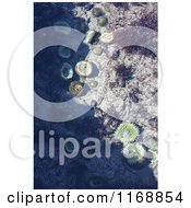 Stock Photo Of A Tide Pool With Sea Anemones In Gold Beach Oregon Royalty Free Nature Photography by Jamers