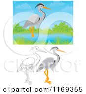 Poster, Art Print Of Wading Gray Heron With Color And Outlined Poses