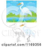 Poster, Art Print Of Wading White Heron Or Egret With Color And Outlined Poses