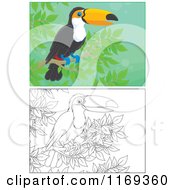 Poster, Art Print Of Outlined And Colored Toucan Bird Perched In A Tree