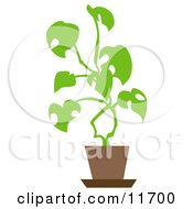 Poster, Art Print Of Potted House Plant