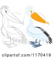 Poster, Art Print Of Cute Pelican Bird In Color And Black And White