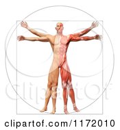3d Vitruvian Man With Exposed Muscles On One Side And Skin On The Other